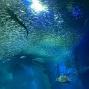 るんの画像