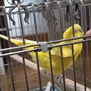 セキニーの画像