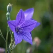 たかねの画像