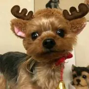 りりん