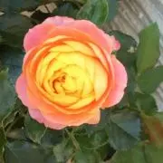 E.konomi