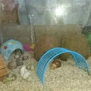 ゆっきー
