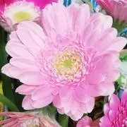 りーの画像