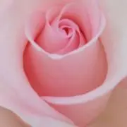 ヒロの画像