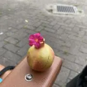 田舎者の画像