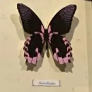 Maryの画像