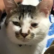 Mahaloの画像