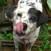 犬太郎の画像