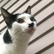 for 中央林間