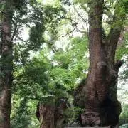 SUGIZOの画像
