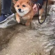 ミニオンの画像