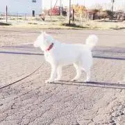 アオの画像