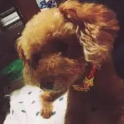 あゅう