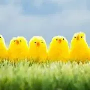 ばびの画像