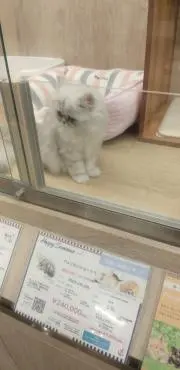ユッキヮ