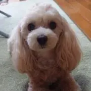 ありんこ