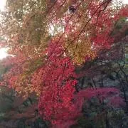 カゲクロの画像