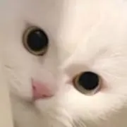 猫まんま結女☆プロフィール必読願います☆の画像