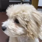 べべべぺの画像