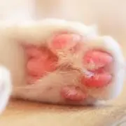 ☆ふわねこ☆の画像