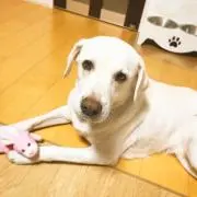 らったん