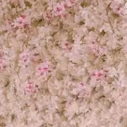 E⭐︎の画像