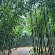 reiの画像