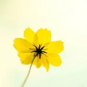 flowerの画像