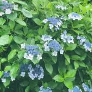 sayaの画像