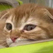 ことこと