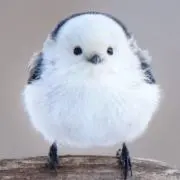 クロクロの画像