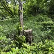 ぱうだり