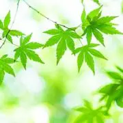 紅葉の画像