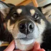 小柴まめ太郎