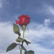 ayakaの画像