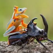 ナベ