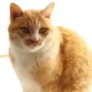 ねこの画像