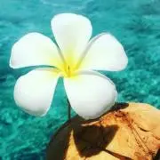 Sachiの画像