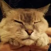 にゃーこちゃん