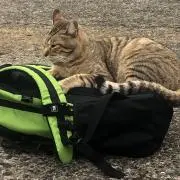 ヤエン師