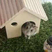もこ