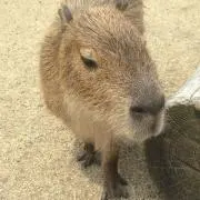 みかんの画像