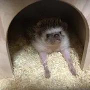 あーたんの画像