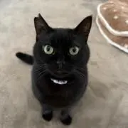かの画像