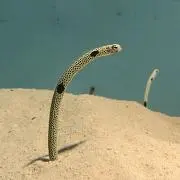 あら