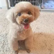 もさどんの画像