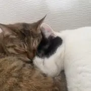 テトの画像