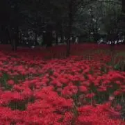 吉永の画像