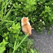 てんちょ