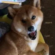 そらたんの画像